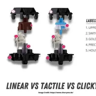 Linear vs Tactile vs Clicky Switches