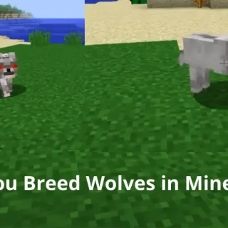 Can You Breed Wolves in Minecraft
