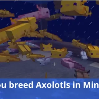 Can you breed Axolotls in Minecraft