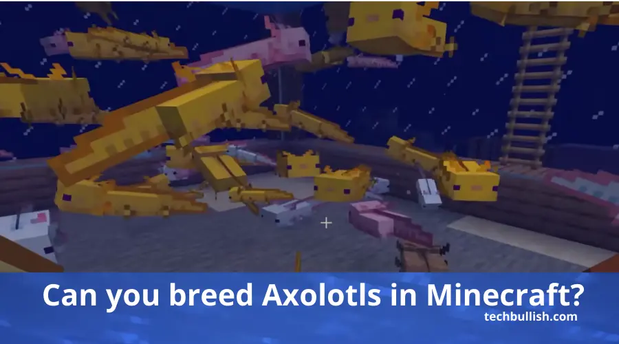 Minecraft blue axolotl [MC